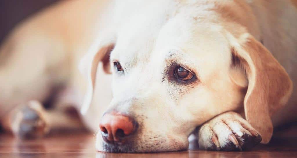 Sad look of the old dog. Sick (or tired) labrador retriever lying on wooden floor at home.