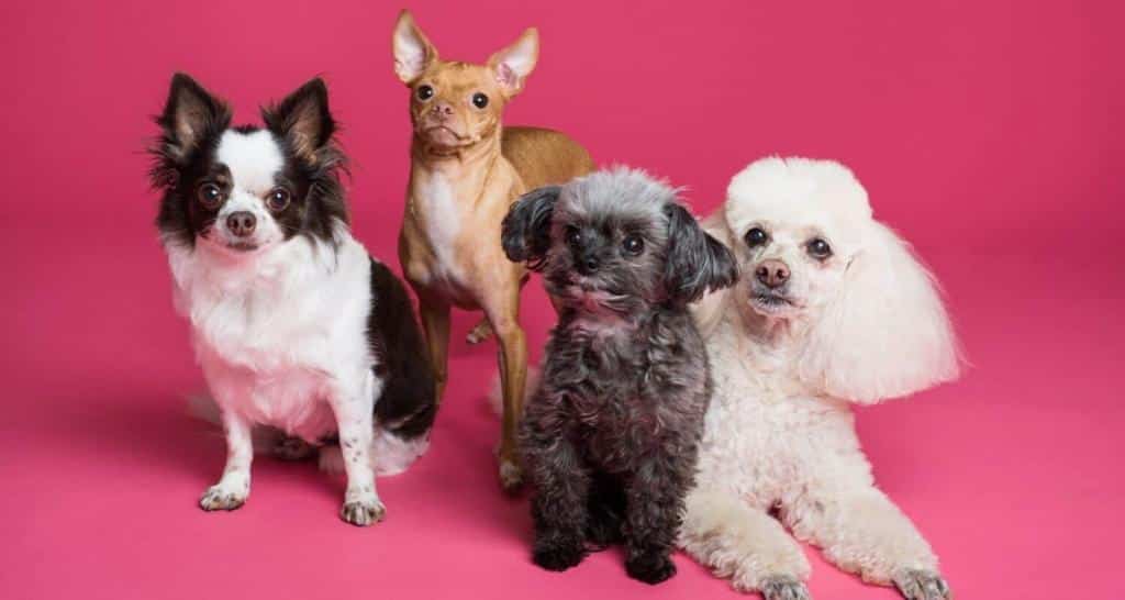 chihuahua and poodles in pink background
